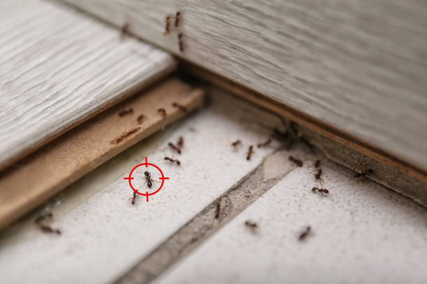 Best Termite Control Services  in Ludowici, GA