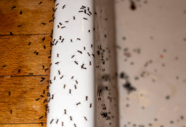 Best Insect Control  in Ludowici, GA
