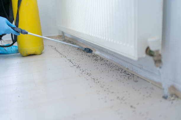Insect Control in Ludowici, GA