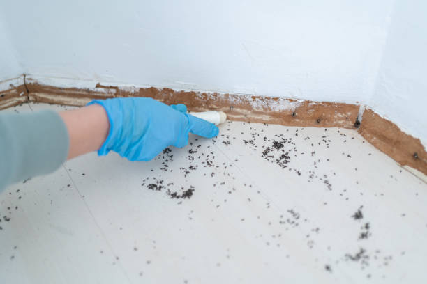 Best Pest Inspection Near Me  in Ludowici, GA